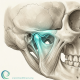 TMJ - temporomandibular joint - Beach Braces